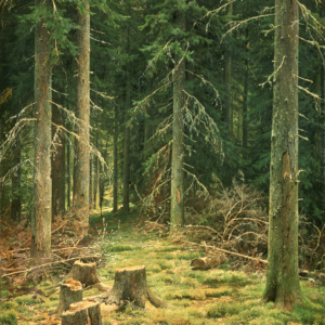 Forest Morning - Canvas Wall Art